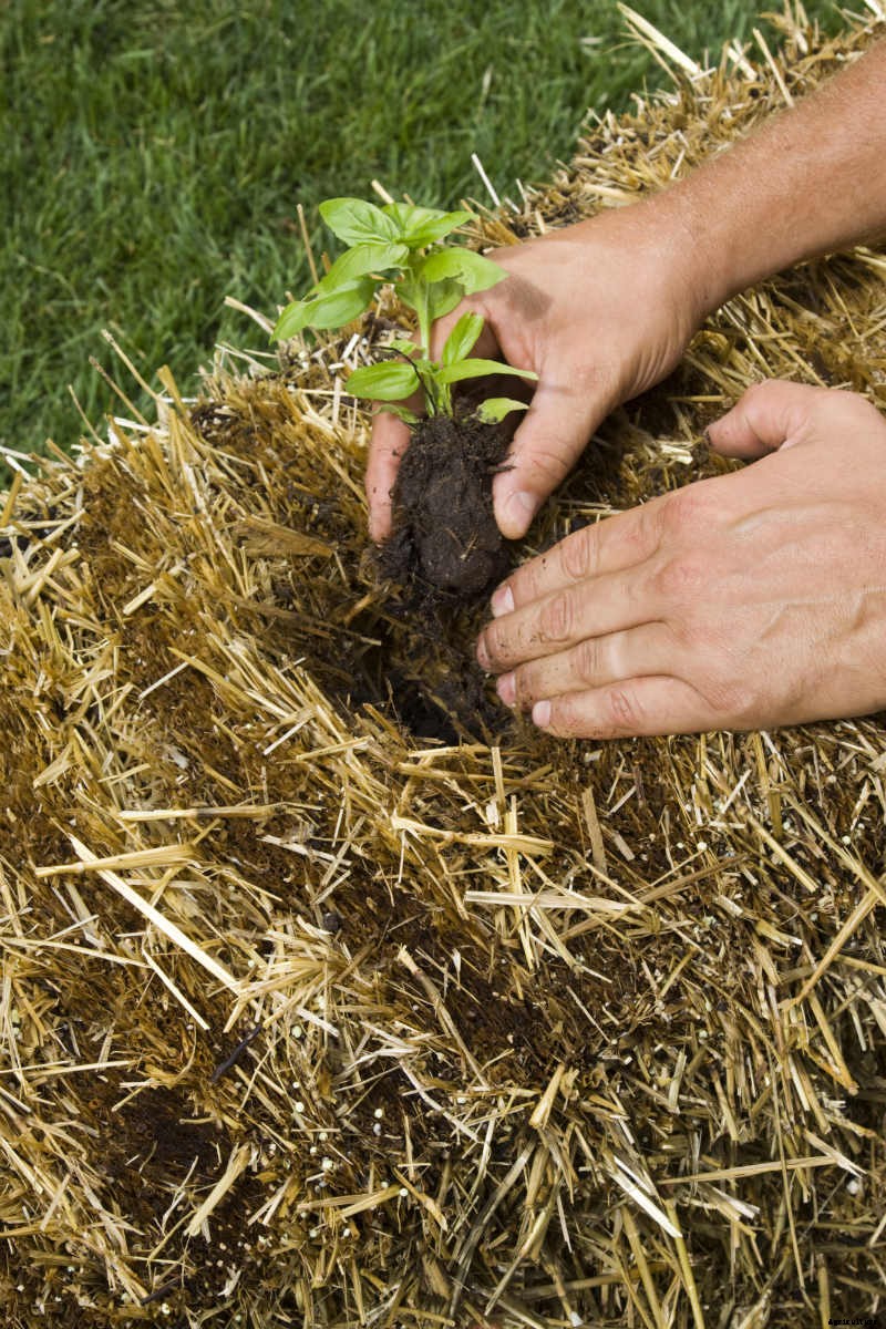 How to Build a Straw Bale Garden