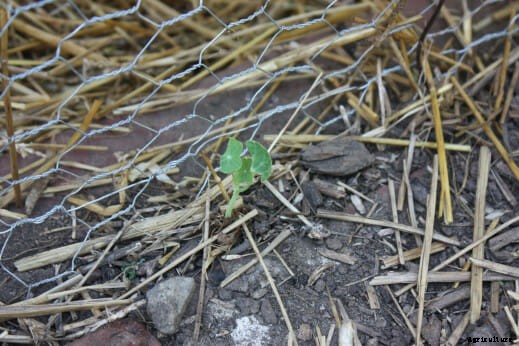 How to Chicken-Proof Your Garden