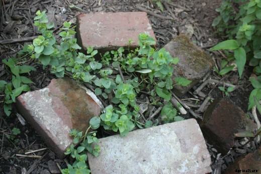 How to Chicken-Proof Your Garden