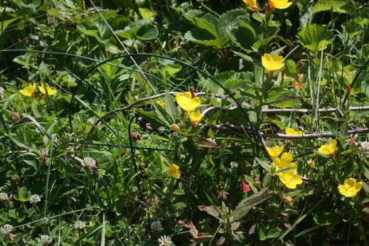 How to Chicken-Proof Your Garden