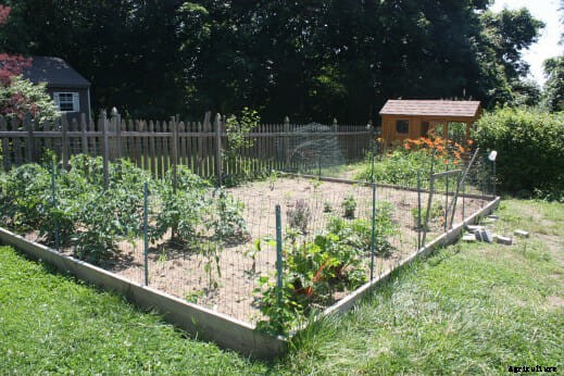How to Chicken-Proof Your Garden