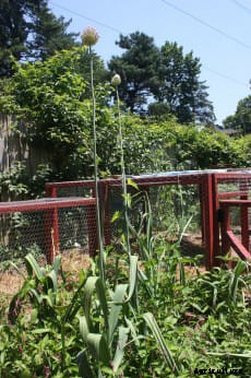 How to Chicken-Proof Your Garden