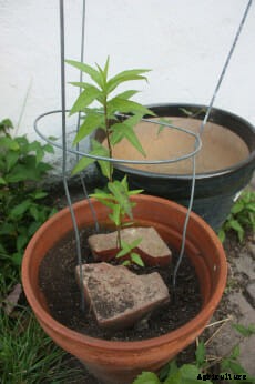 How to Chicken-Proof Your Garden