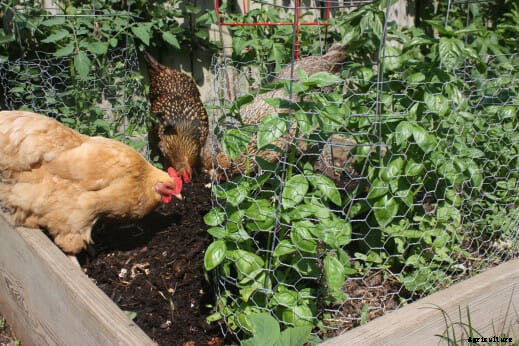 How to Chicken-Proof Your Garden
