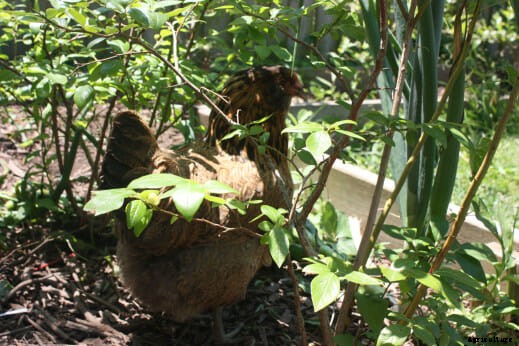 How to Chicken-Proof Your Garden