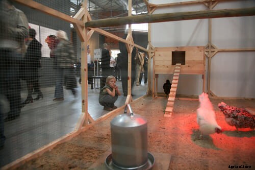 Creating Cosmopolitan Chickens, One Hybrid at a Time