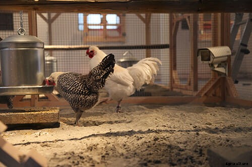 Creating Cosmopolitan Chickens, One Hybrid at a Time