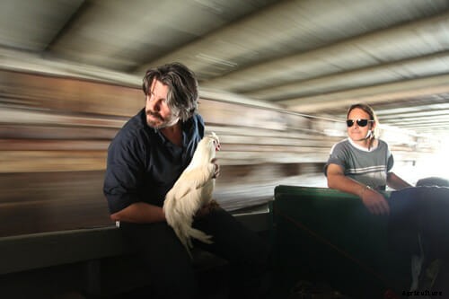 Creating Cosmopolitan Chickens, One Hybrid at a Time