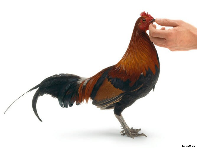 Creating Cosmopolitan Chickens, One Hybrid at a Time