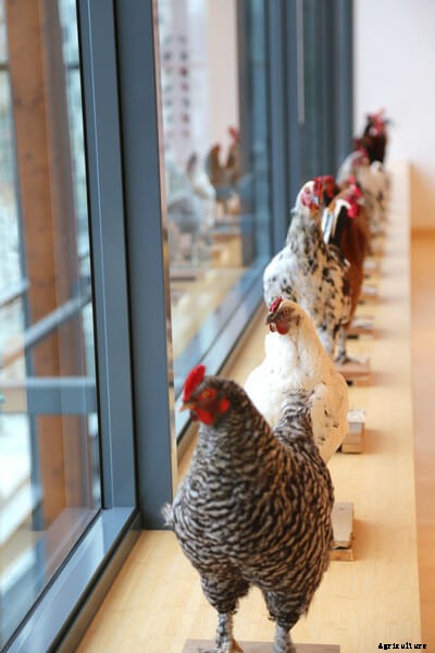 Creating Cosmopolitan Chickens, One Hybrid at a Time