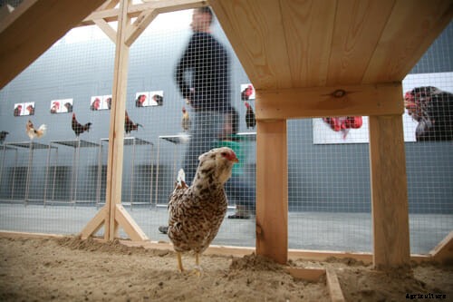 Creating Cosmopolitan Chickens, One Hybrid at a Time