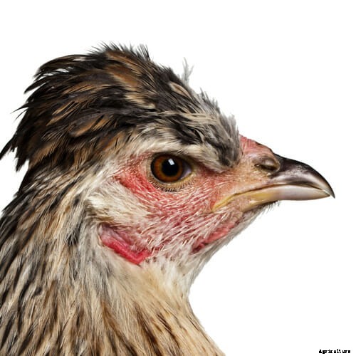 Creating Cosmopolitan Chickens, One Hybrid at a Time
