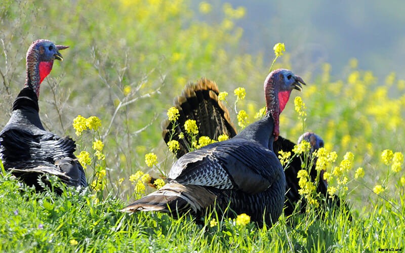 Turkey Wars: Farmers vs. Wild Turkeys