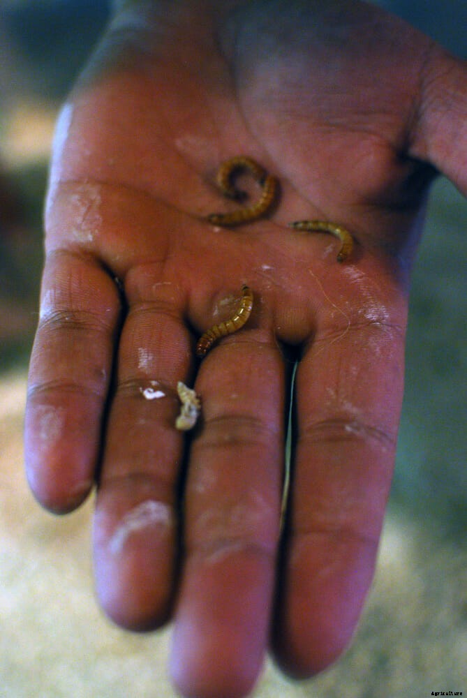 Meal Worms: Apartment Bug Farm Is Big Business