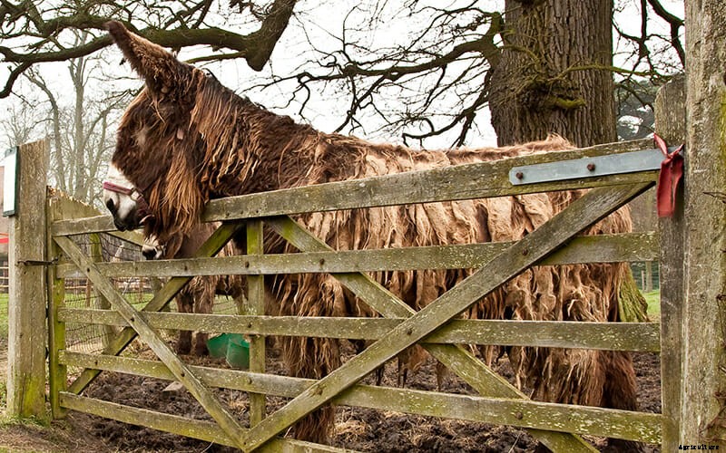 Fluffy Cows and Four Other Boutique Farm Breeds