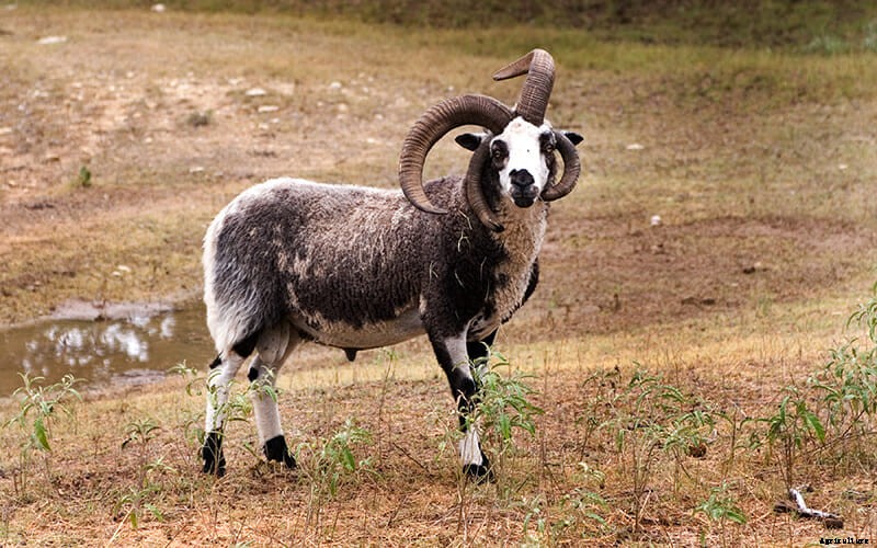 Fluffy Cows and Four Other Boutique Farm Breeds