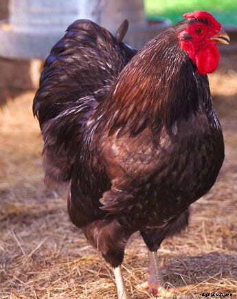 Order Your Chicken Rare: Nearly Lost Breeds Make a Comeback