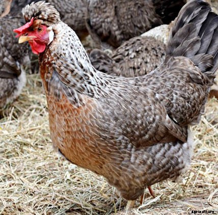 Order Your Chicken Rare: Nearly Lost Breeds Make a Comeback