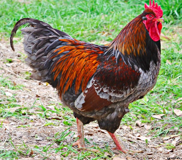 Order Your Chicken Rare: Nearly Lost Breeds Make a Comeback