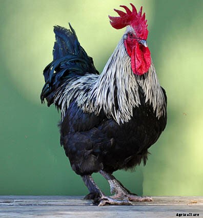 Order Your Chicken Rare: Nearly Lost Breeds Make a Comeback