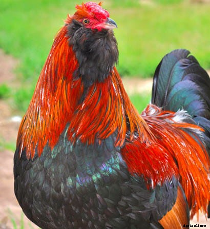 Order Your Chicken Rare: Nearly Lost Breeds Make a Comeback