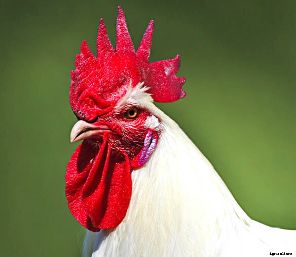 Order Your Chicken Rare: Nearly Lost Breeds Make a Comeback