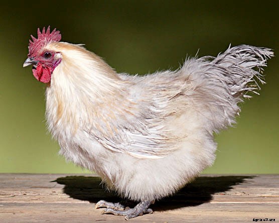 Order Your Chicken Rare: Nearly Lost Breeds Make a Comeback
