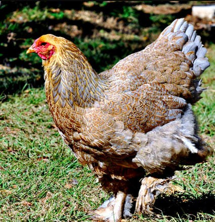 Order Your Chicken Rare: Nearly Lost Breeds Make a Comeback