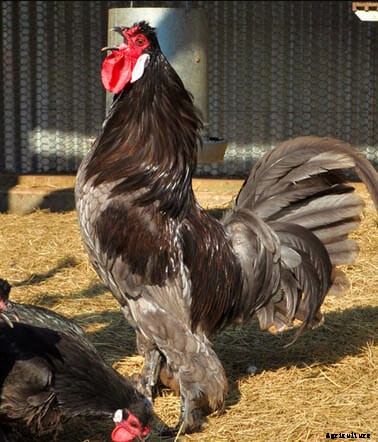 Order Your Chicken Rare: Nearly Lost Breeds Make a Comeback