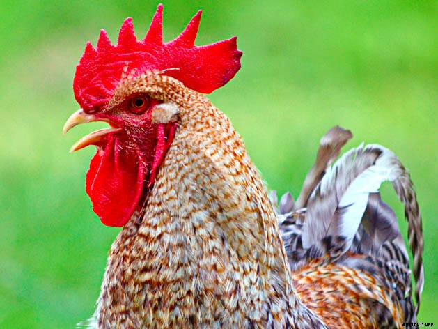 Order Your Chicken Rare: Nearly Lost Breeds Make a Comeback