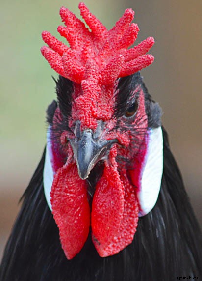 Order Your Chicken Rare: Nearly Lost Breeds Make a Comeback