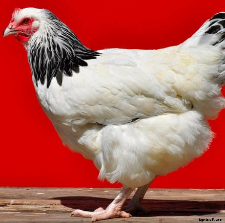 Order Your Chicken Rare: Nearly Lost Breeds Make a Comeback