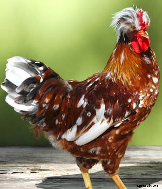 Order Your Chicken Rare: Nearly Lost Breeds Make a Comeback
