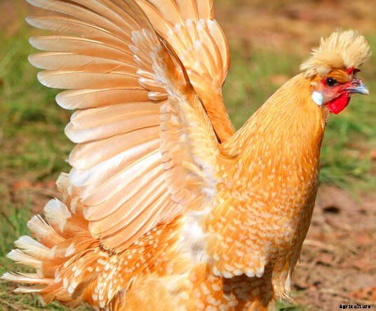 Order Your Chicken Rare: Nearly Lost Breeds Make a Comeback
