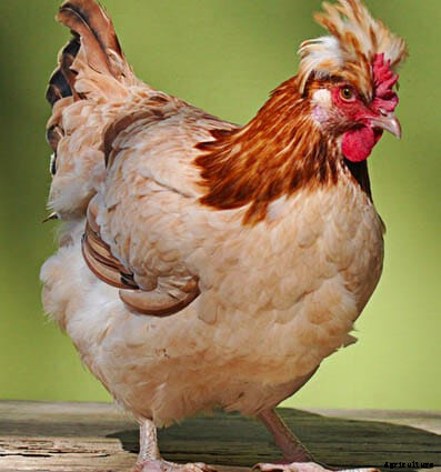 Order Your Chicken Rare: Nearly Lost Breeds Make a Comeback