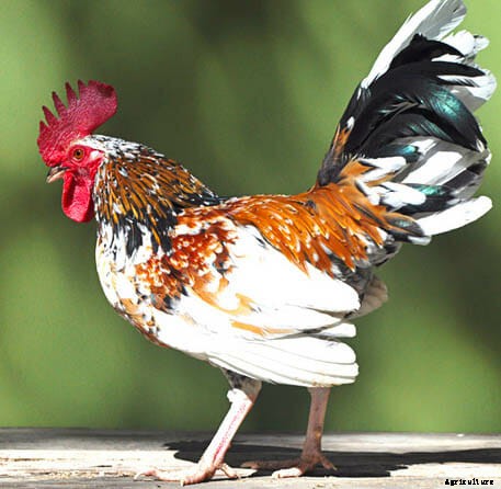 Order Your Chicken Rare: Nearly Lost Breeds Make a Comeback