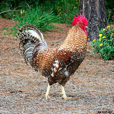 Order Your Chicken Rare: Nearly Lost Breeds Make a Comeback