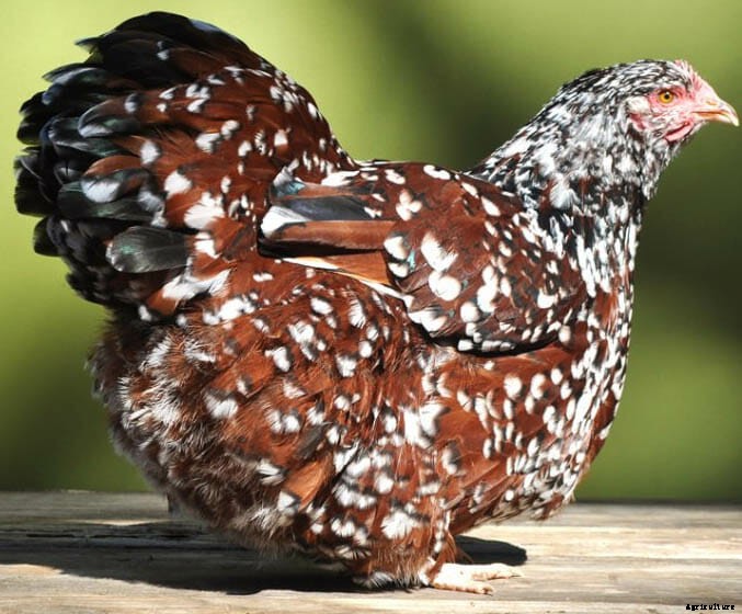Order Your Chicken Rare: Nearly Lost Breeds Make a Comeback