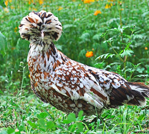 Order Your Chicken Rare: Nearly Lost Breeds Make a Comeback