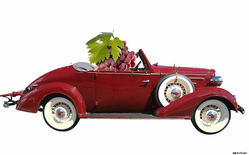 The World’s Priciest Produce