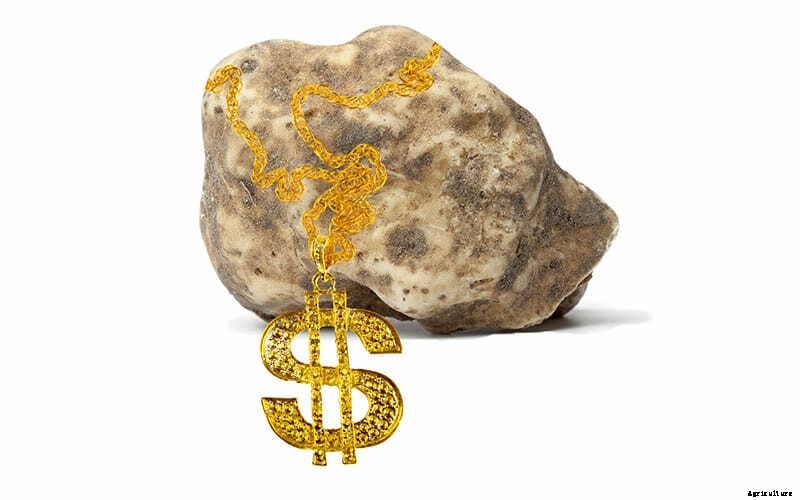 The World’s Priciest Produce