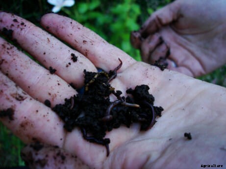 How To Build a Worm Farm