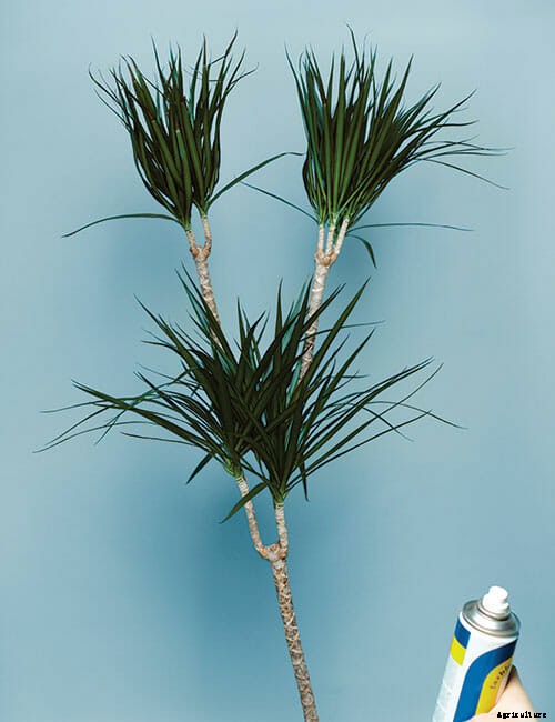 Inside The Secret World of Plant Communication