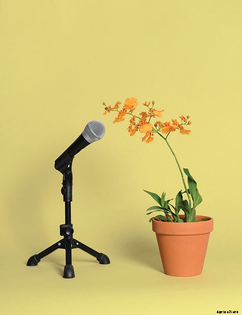 Inside The Secret World of Plant Communication