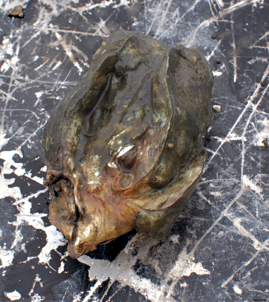 The Great Georgia Oyster Makeover