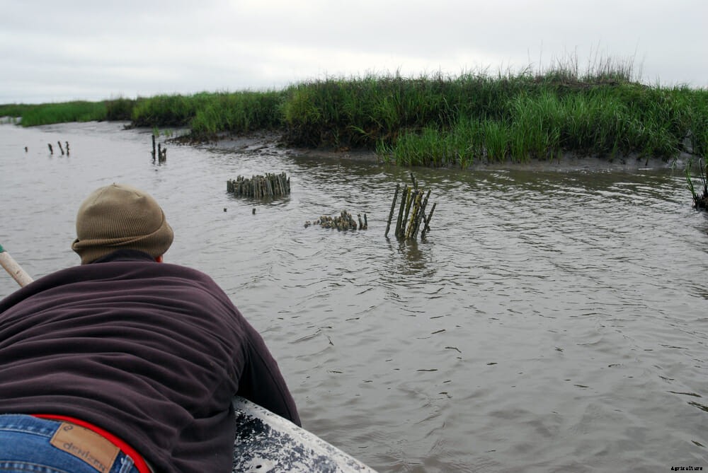 The Great Georgia Oyster Makeover