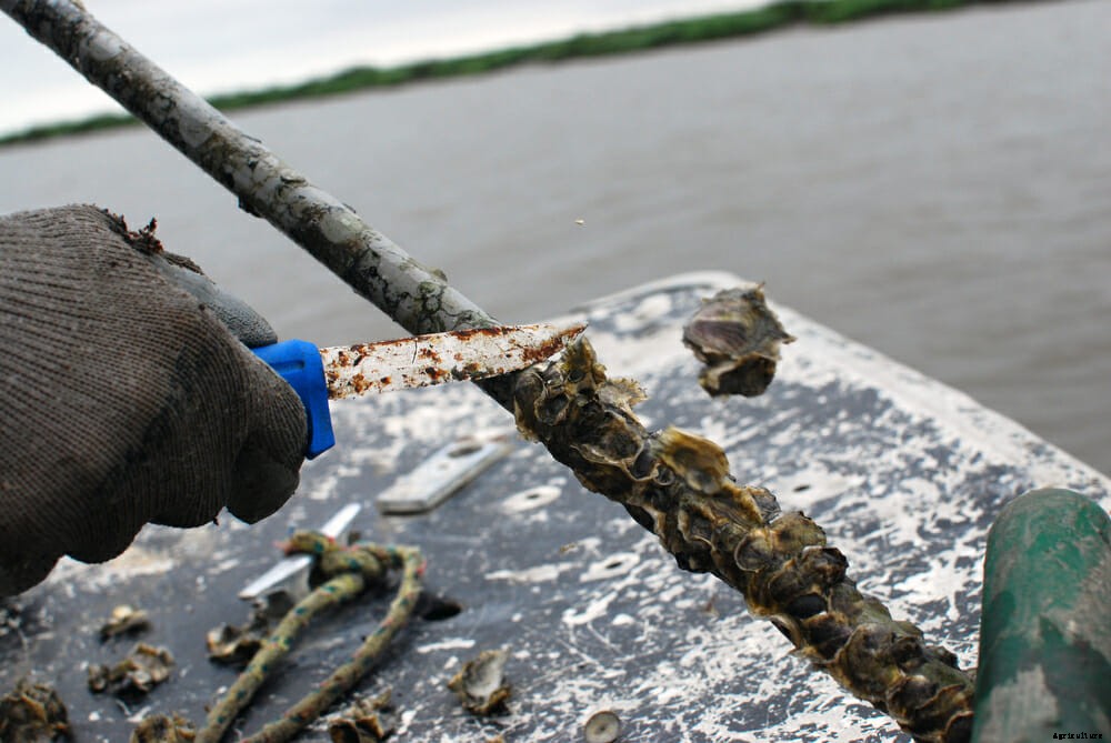 The Great Georgia Oyster Makeover