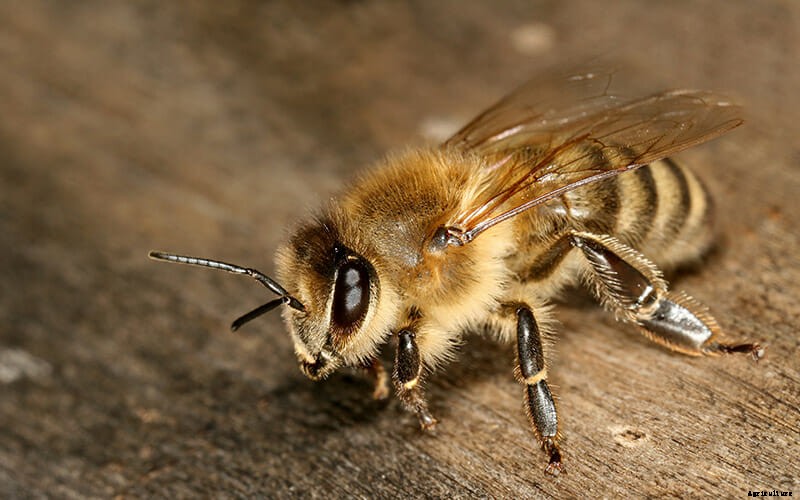 Which Bee Is Right For You?