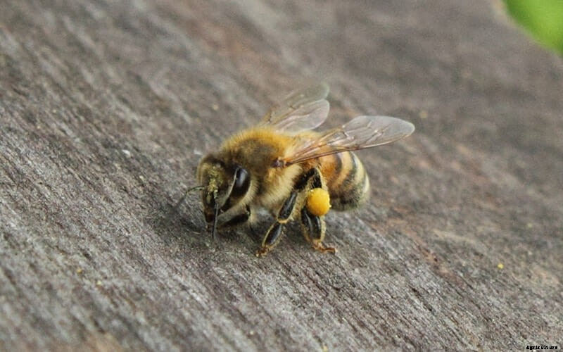 Which Bee Is Right For You?