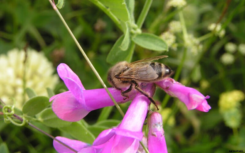 Which Bee Is Right For You?